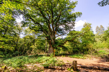 Alte Rieseneiche, Urwald Sababurg - Hessen, Deutschland