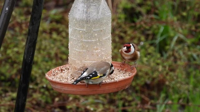 Stieglitz&nbsp;(Carduelis carduelis)
