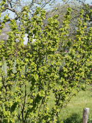 Caraganier ou pois de Sibérie ou acacia jaune (Caragana arborescens)