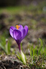 Crocus ( Crocus sativus )  - Saffron - beautiful spring flower - selective focus