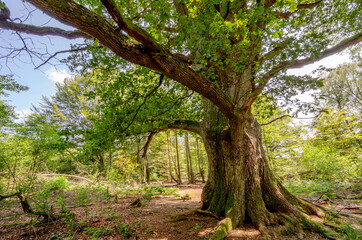  Uralte Eiche, Urwald Sababurg - Hessen, Deutschland