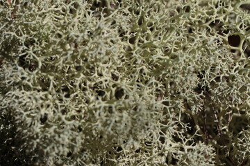 Wildlife, Nature and Flowers in the Outdoors