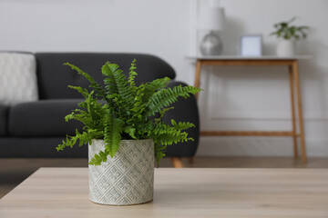Beautiful green fern on wooden table in living room. Space for text