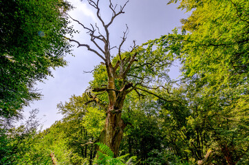 Urwald Sababurg - Abgestorbener Baumriese, Hessen, Deutschland