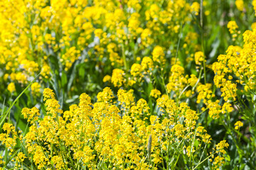 Yellow flowers of Barbarea vulgaris