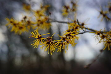 Witch Hazel, Hamamelis virginiana - spring