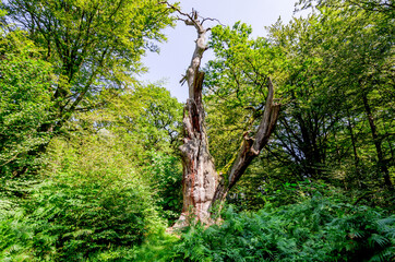 Urwald Sababurg - Uralter Baumriese, Hessen, Deutschland