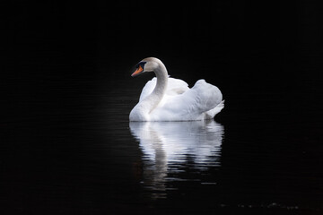 Ein Höckerschwan als Foto mit hoher Dynamik