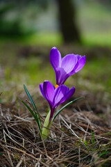 Fototapeta premium Crocus ( Crocus sativus ) - Saffron - beautiful spring flower - selective focus