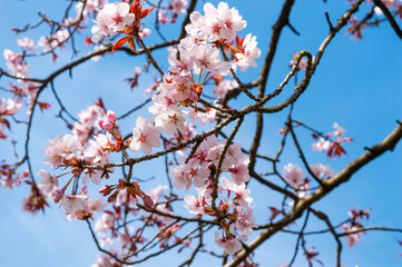 cherry blossom in spring