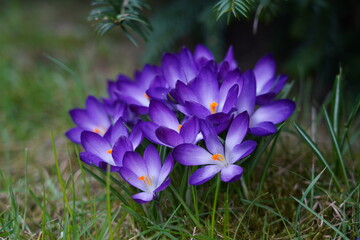 Crocus ( Crocus sativus )  - Saffron - beautiful spring flower - selective focus