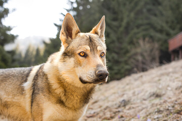 Portrait of czechoslovakian wolfdog on the meadow.