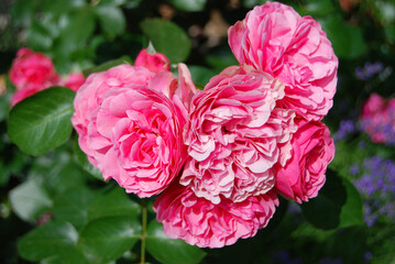 Beautiful rose flower