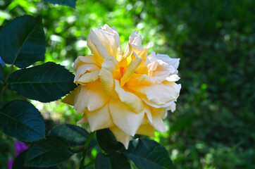 Beautiful rose flower