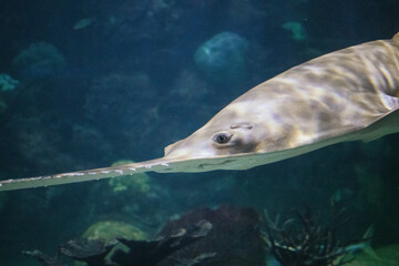 fish in aquarium