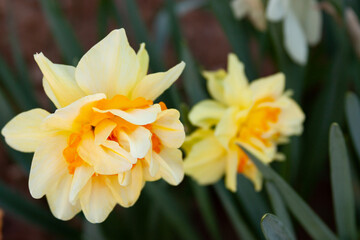 Naklejka premium yellow daffodil flowers