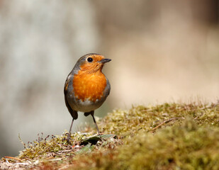European robin	