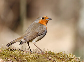 European robin	