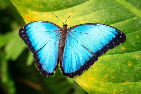 Blue Morpho butterfly (Morpho menelaus) close up, Mindo, Ecuador.