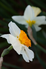 white daffodil orange cup