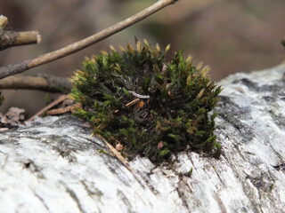 And there's a moss hedgehog on the birch tree!