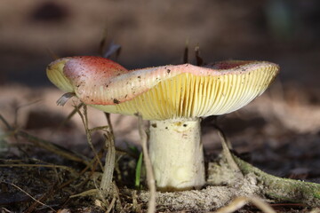 Wildlife, Nature and Flowers in the Outdoors