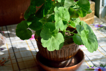 flower pot on the table, close-up
