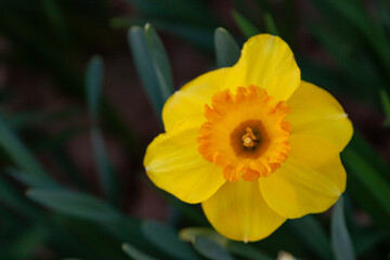 yellow daffodil flower