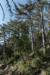 Spectacular photos of the Pinewood of Isernia
