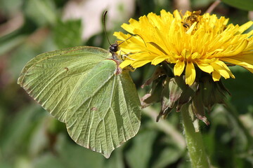 papillon citron sur une fleur de pissenlit