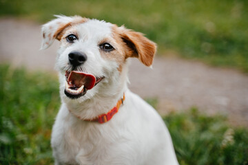 A small white domestic dog of the Jack Russell breed looks at the cameras while sitting in the park on the green grass, waiting for a command from the owner.