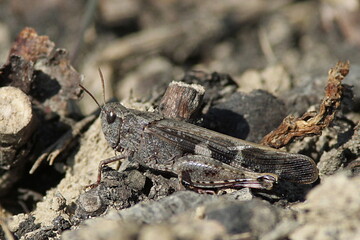 criquet farouche dissimulé