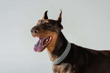 strong doberman dog in chain collar isolated on grey