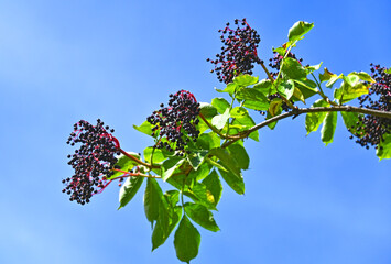 Some ripe elderberry on branch © Unkas Photo