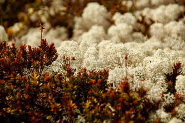 Close-Up of Iceland moss (Cetraria islandica) in Rondane National Park, Norway