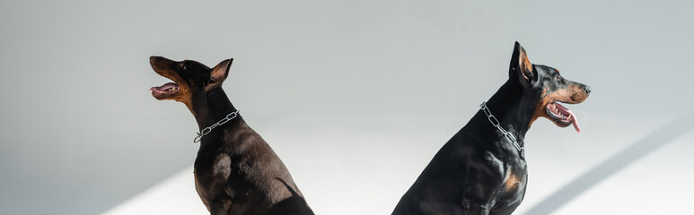 two dobermans sitting on grey background with shadows, banner