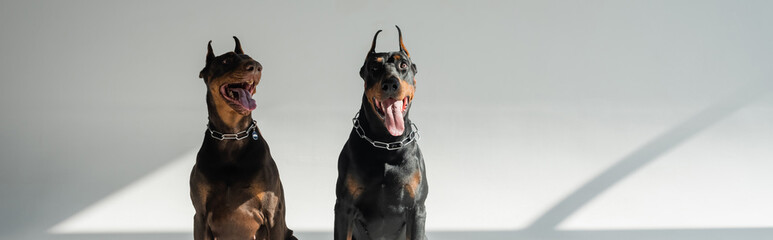 two doberman dogs sitting on grey background with shadows, banner