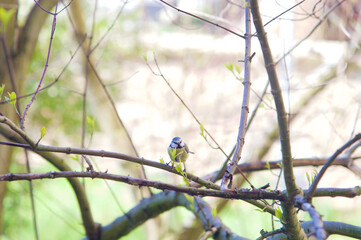 Early Bird Caught me 
