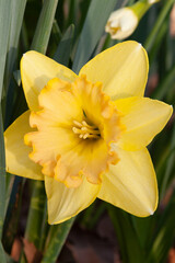 yellow daffodil flower