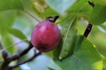 A single red apple in an appletree as a close up