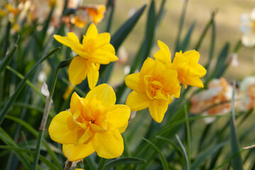 daffodils in spring