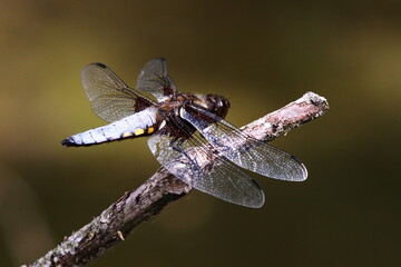 libellule déprimée au soleil © franck stefanini