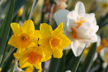 Fototapeta premium daffodils in spring