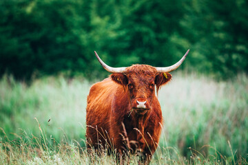 scottish highland cow