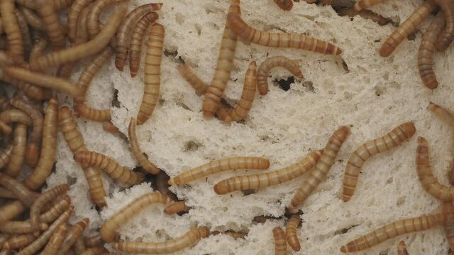 Mehlw&uuml;rmer kriechen &uuml;ber eine Scheibe Brot, erst wenige W&uuml;rmer und dann immer mehr, Tenebrior molitor, Zeitraffer