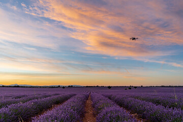 Fototapeta premium Campo de lavanda y dron volando en el atardecer