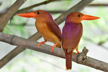 Lovely pair of Ruddy Kingfisher sitting together under bamboo tree during breeding season