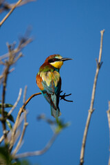 bee eater perched on branch