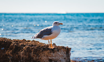 seagull on a rock