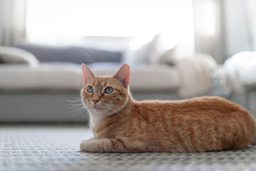 brown tabby cat with green eyes lying on the carpet